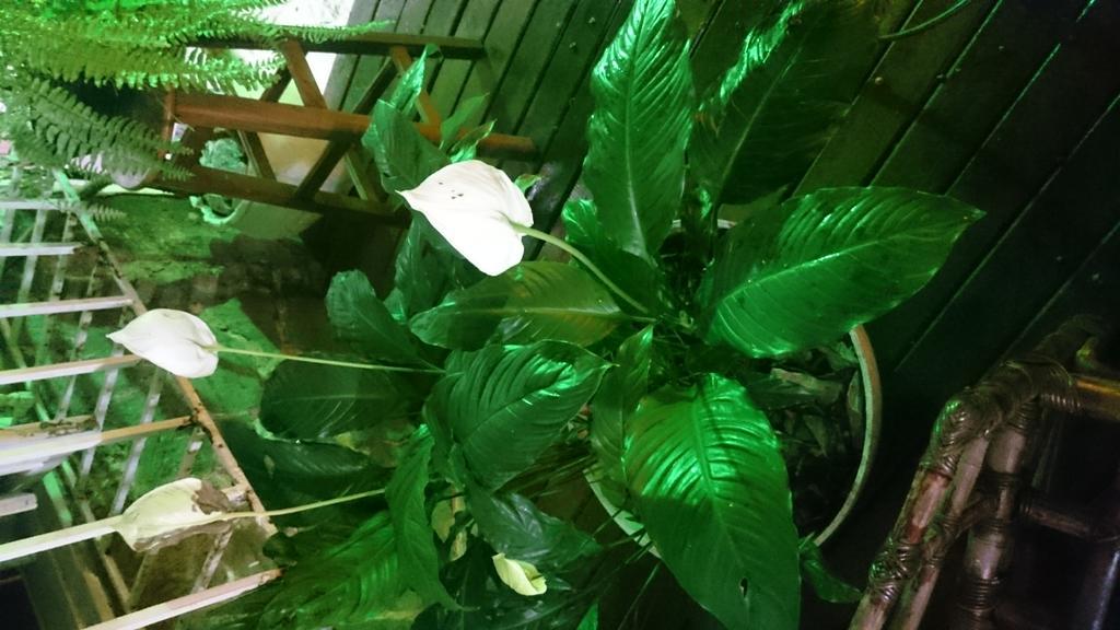 Copa Villa Hostel Rio de Janeiro Eksteriør billede